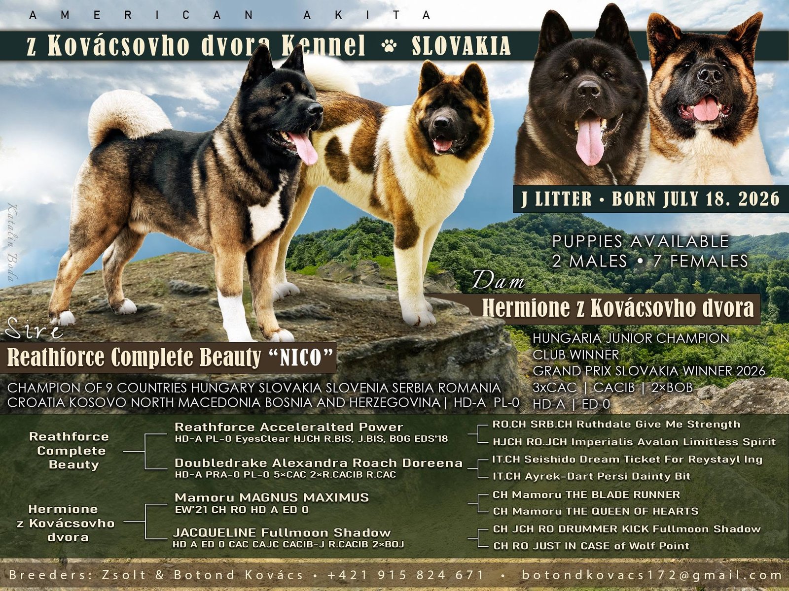Custom litter announcement graphic for a dog breeder