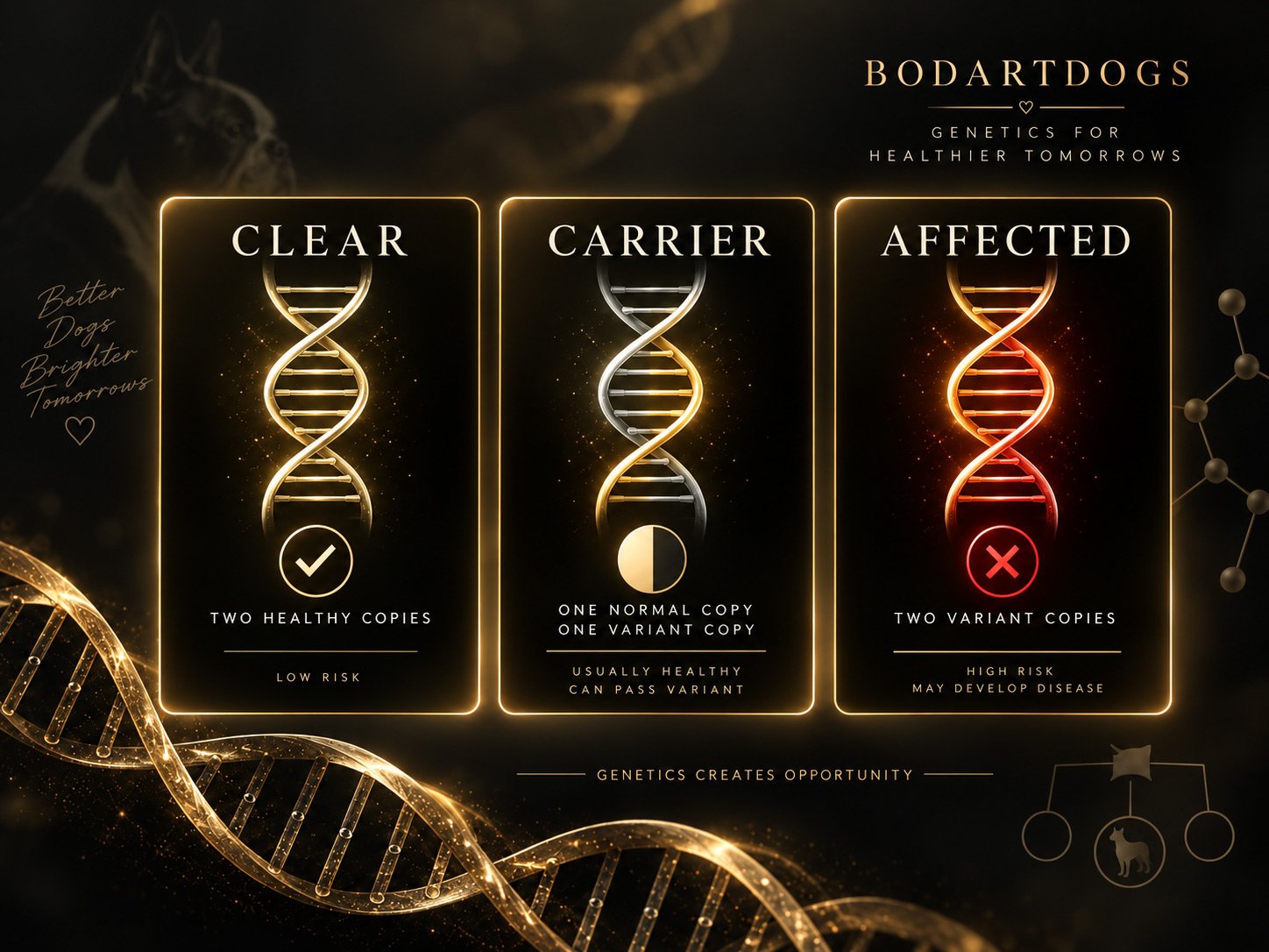 Illustration explaining clear, carrier and affected dog genetic test results and their meaning for breeders.