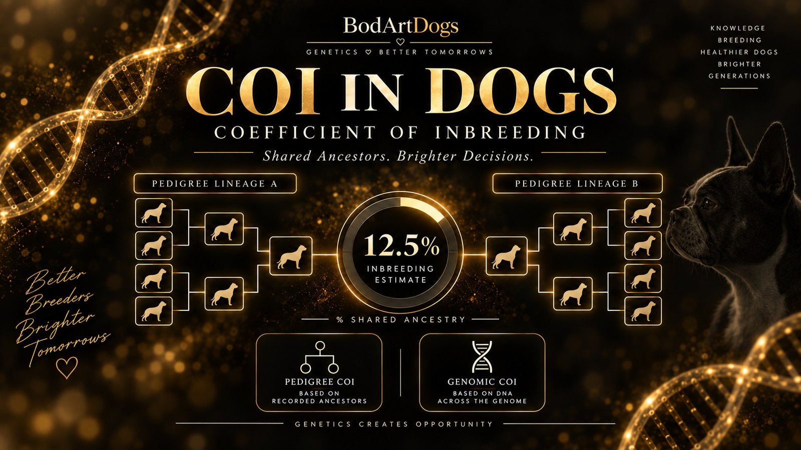 Illustration explaining COI in dogs with pedigree and genetic elements, showing how the coefficient of inbreeding relates to breeding decisions.