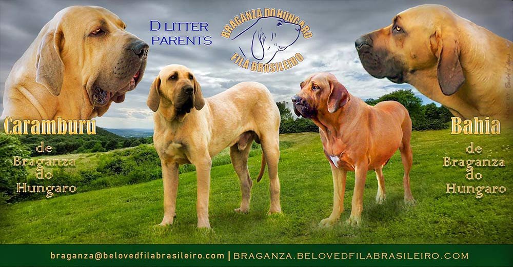 Custom dog litter announcement design by BodArtDogs