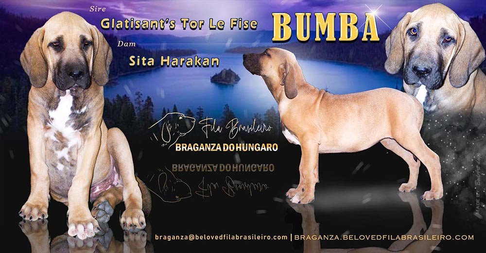 Professional dog presentation graphic by BodArtDogs