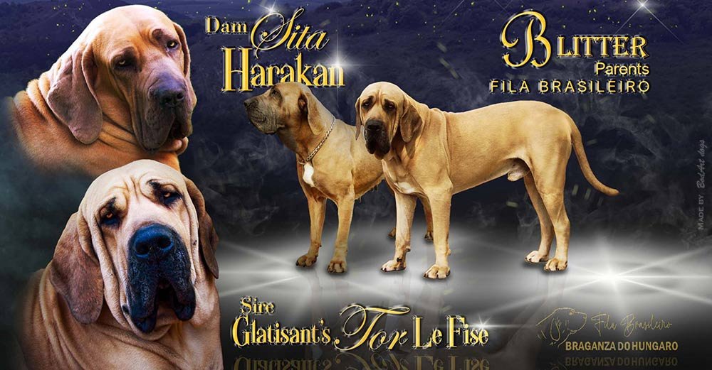 Dog health and pedigree presentation graphic by BodArtDogs