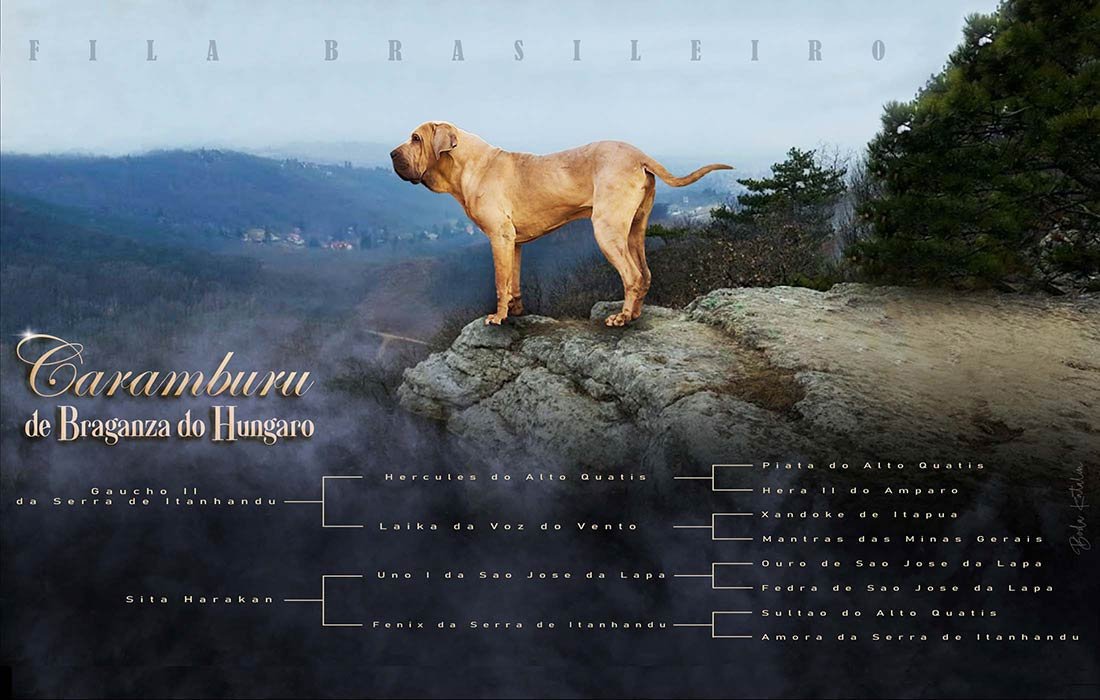 Professional custom litter announcement design for dog breeders