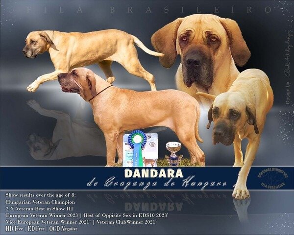 Professional dog presentation graphic designed by BodArtDogs