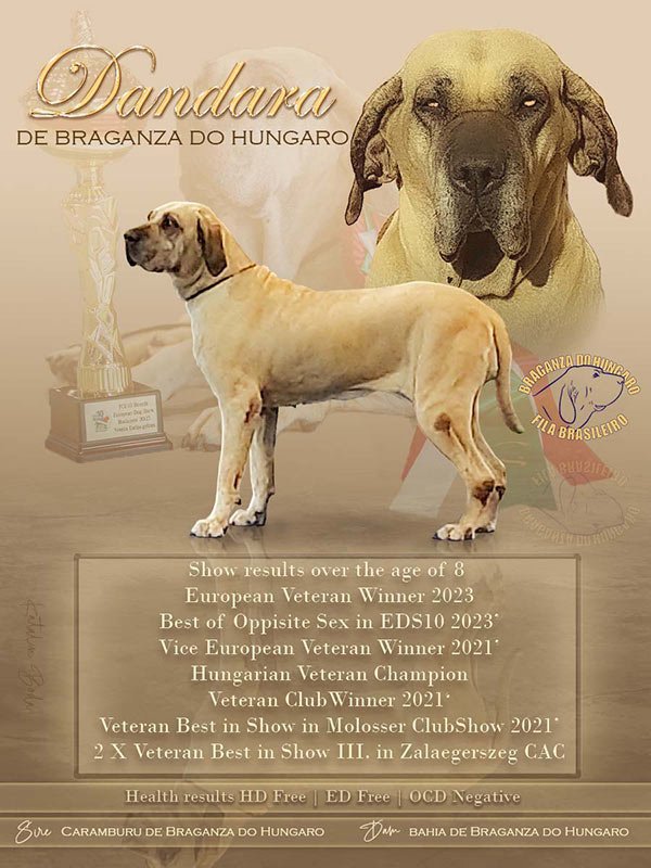 Custom dog show achievement graphic by BodArtDogs