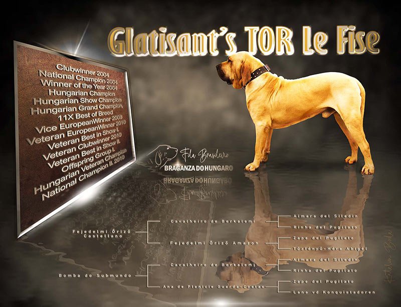 Custom stud dog advertisement design by BodArtDogs