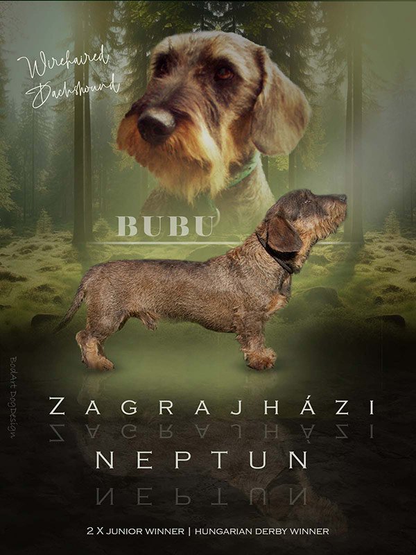 Stud dog advertisement graphic designed by BodArtDogs