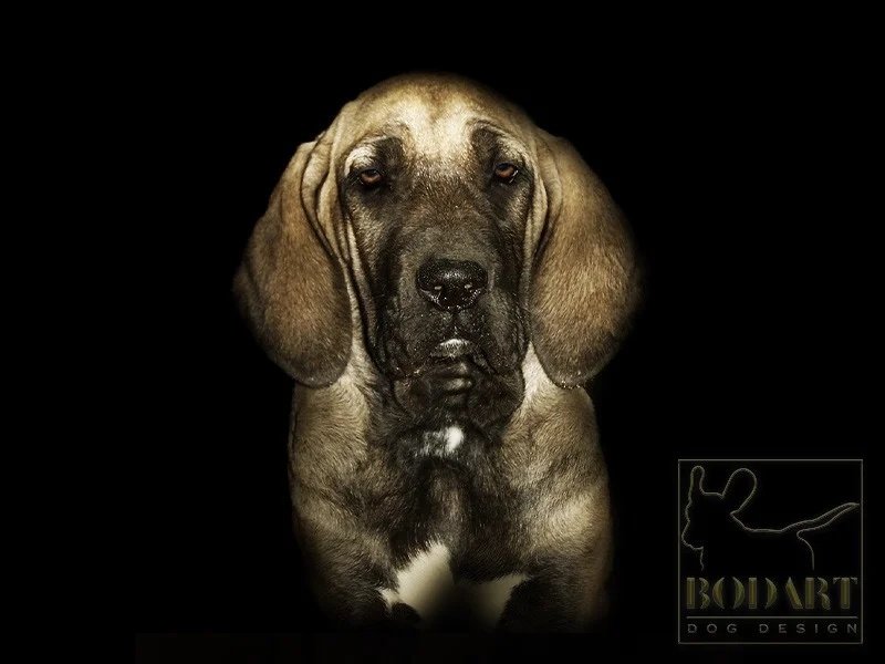 Edited puppy portrait on a dark background for a breeder presentation graphic