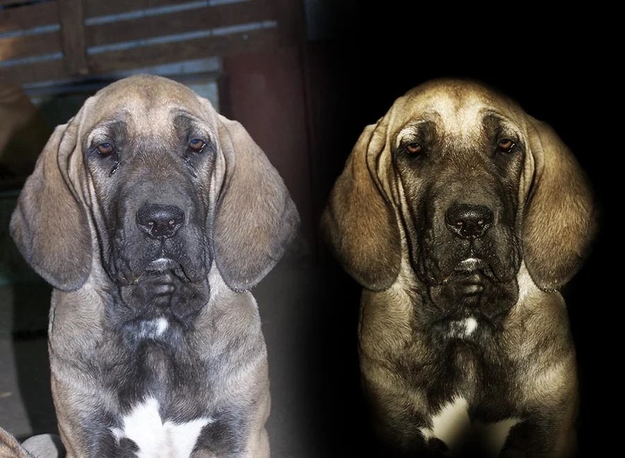 Before-and-after example of a puppy photo edited for a cleaner breeder presentation